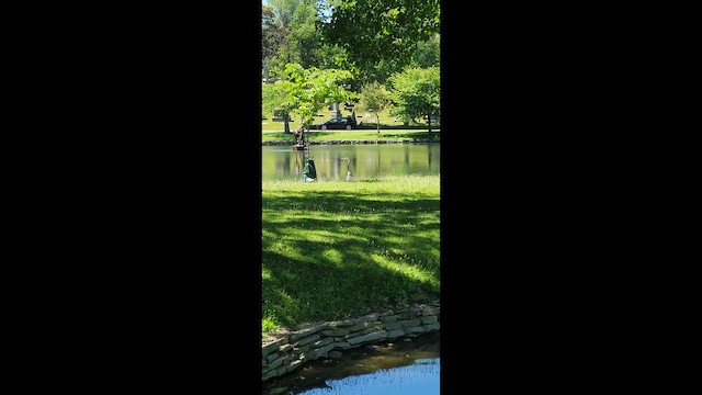 Great Blue Heron - ML649930932