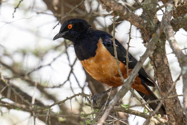 Hildebrandt's Starling - ML649931743