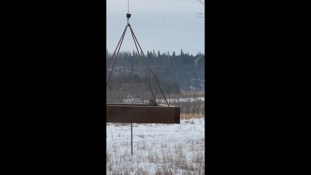 Goldzeisig - ML649931771