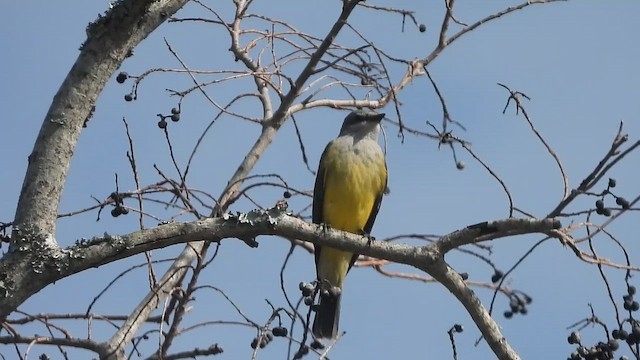 Western Kingbird - ML649932902