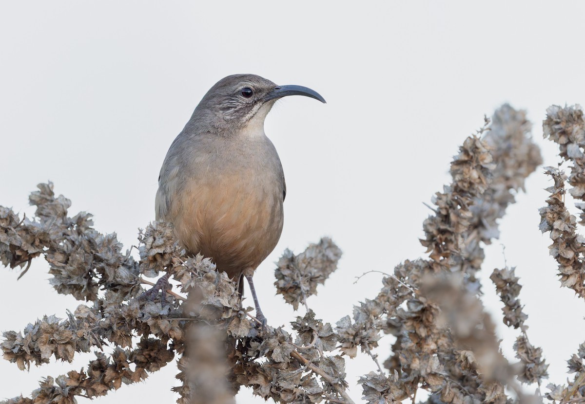 Калифорнийский пересмешник - ML649934447