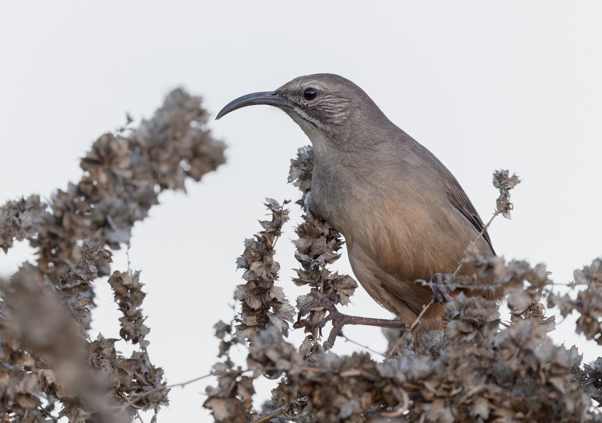 Калифорнийский пересмешник - ML649934448