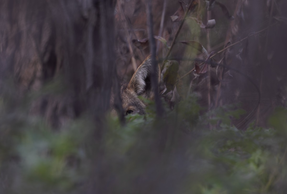 Койот - ML649934454