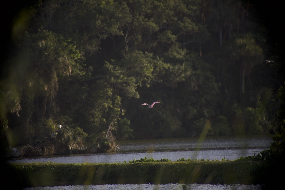 Roseate Spoonbill - ML649935004