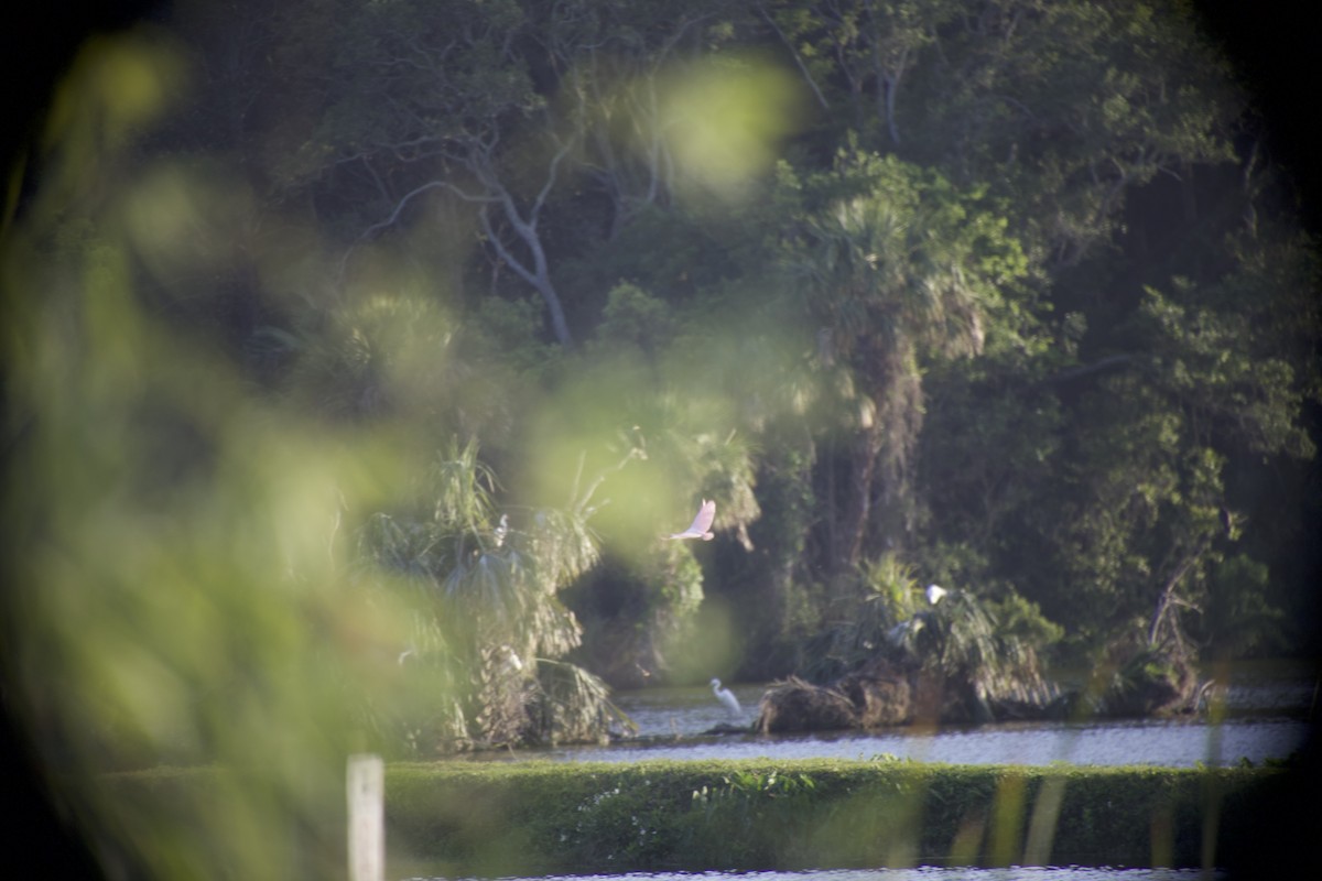 Roseate Spoonbill - ML649935005
