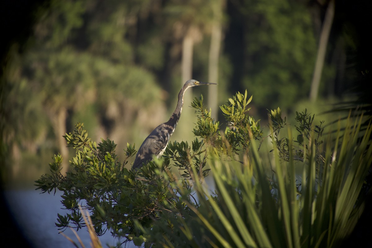 Tricolored Heron - ML649935015