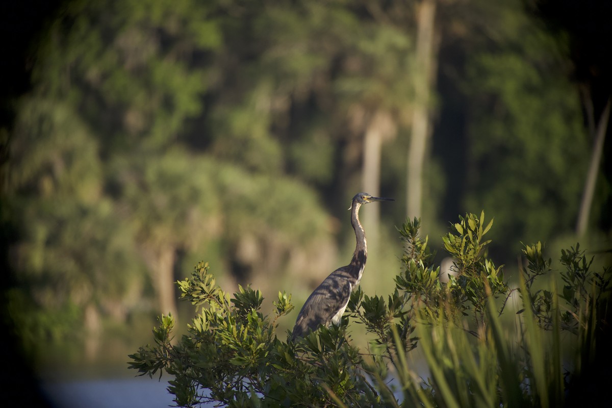 Tricolored Heron - ML649935016
