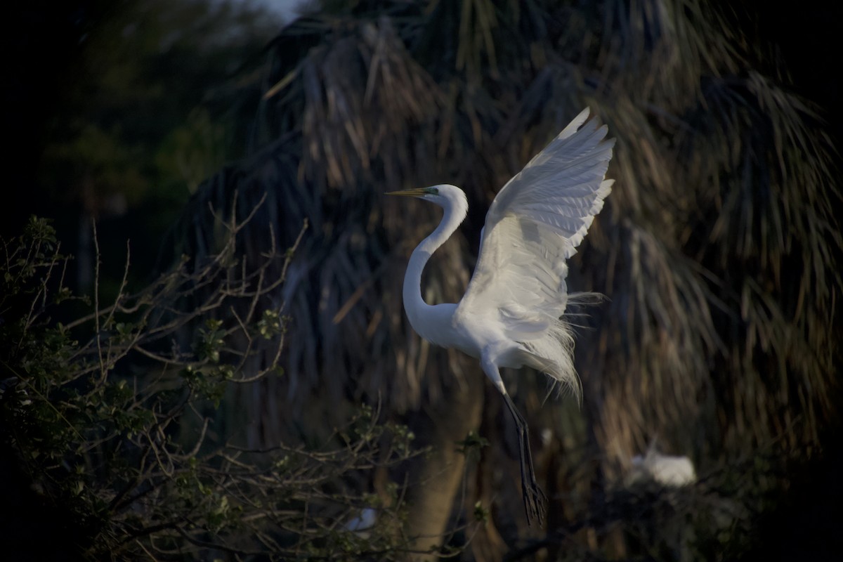Great Egret - ML649935029