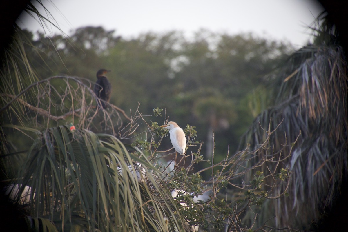 Western Cattle-Egret - ML649935033
