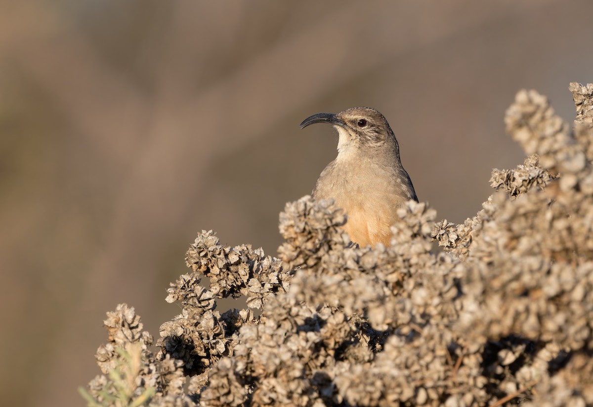 Калифорнийский пересмешник - ML649935217
