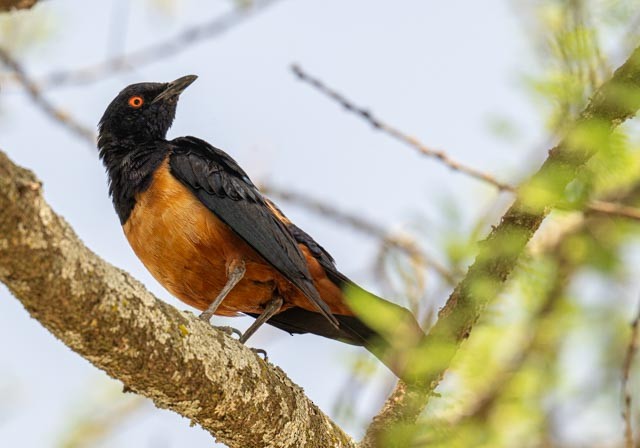 Hildebrandt's Starling - ML649935458