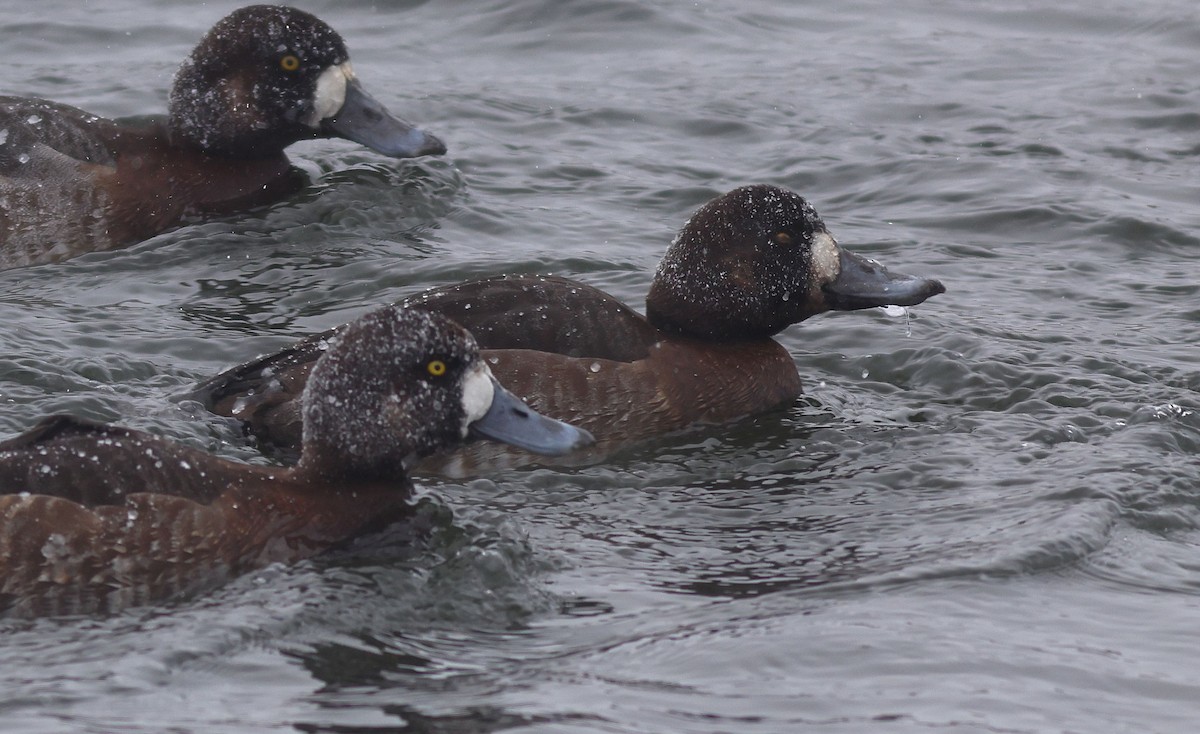 polák kaholka - ML649935562