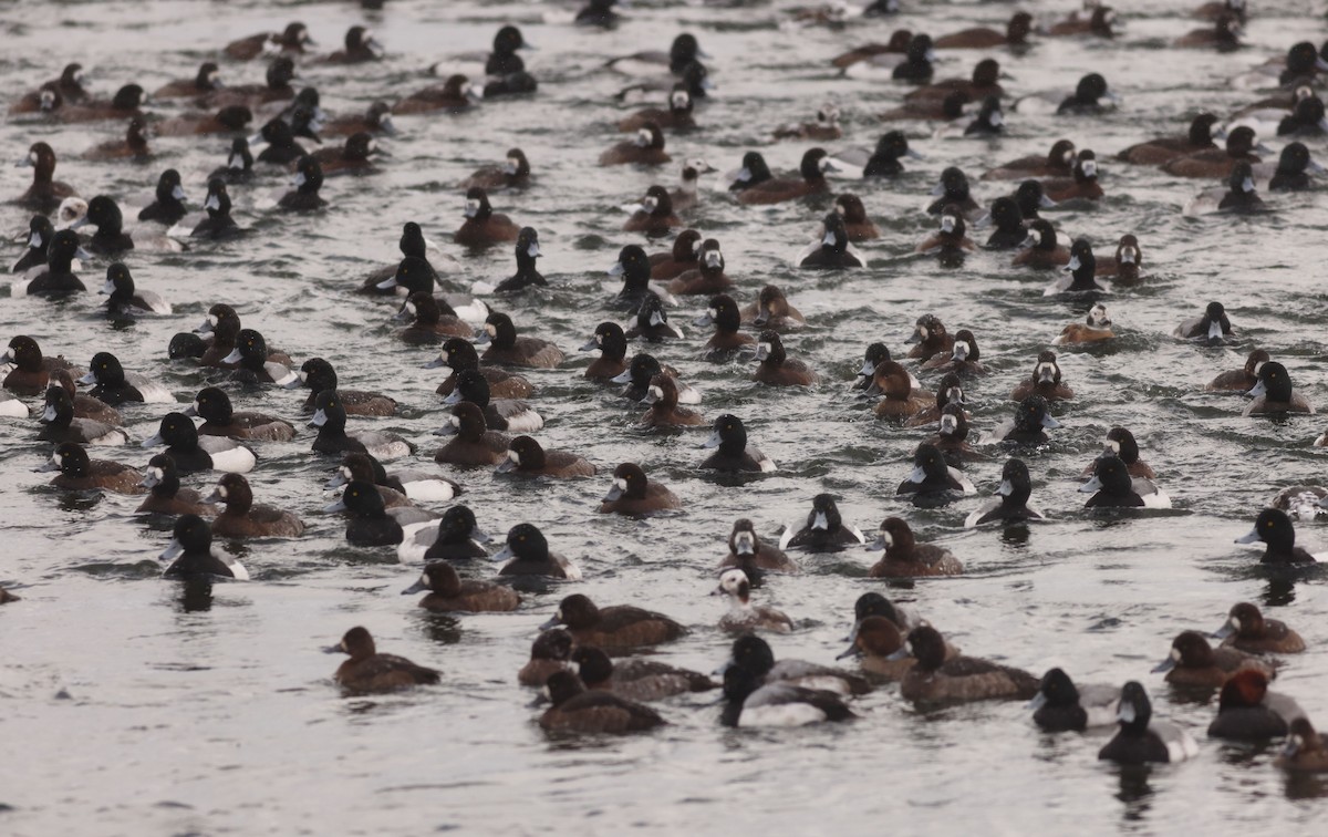 polák kaholka - ML649935565