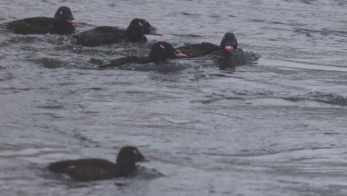 turpan kanadský - ML649935574