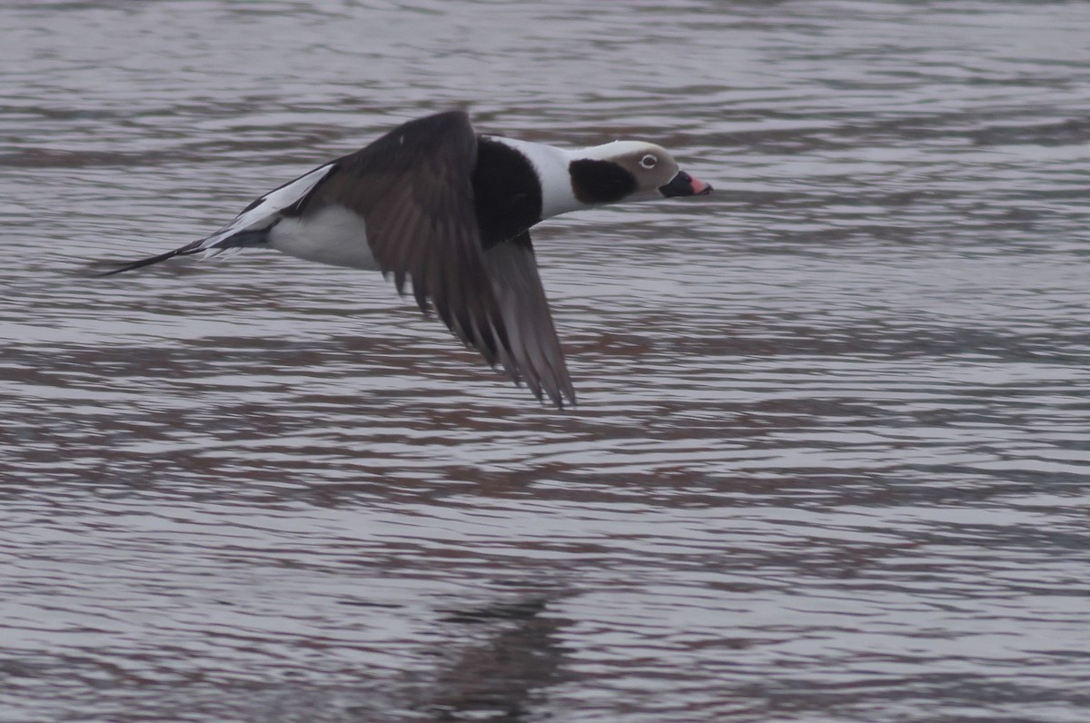 hoholka lední - ML649935593