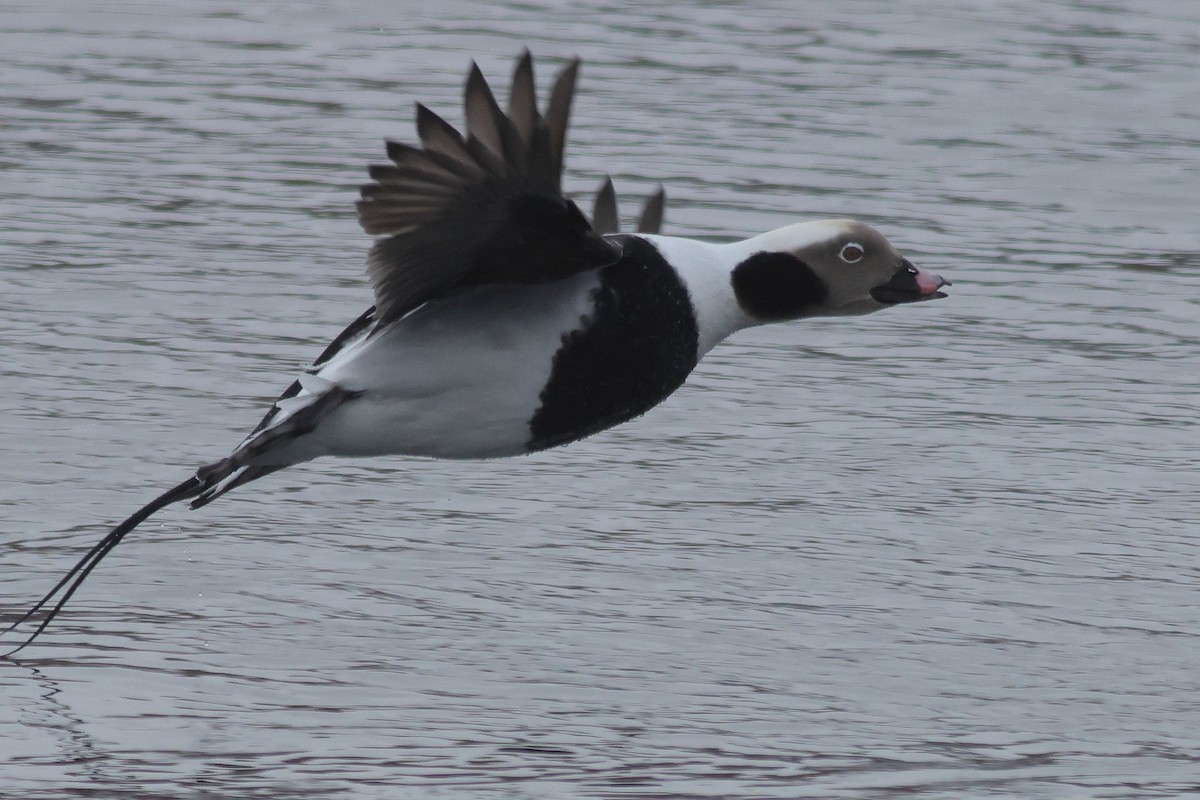 hoholka lední - ML649935594