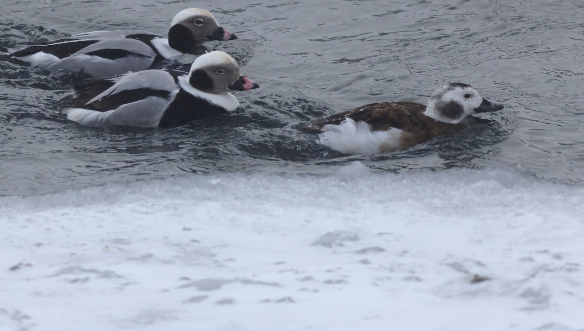 hoholka lední - ML649935596