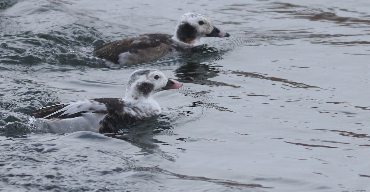 hoholka lední - ML649935598