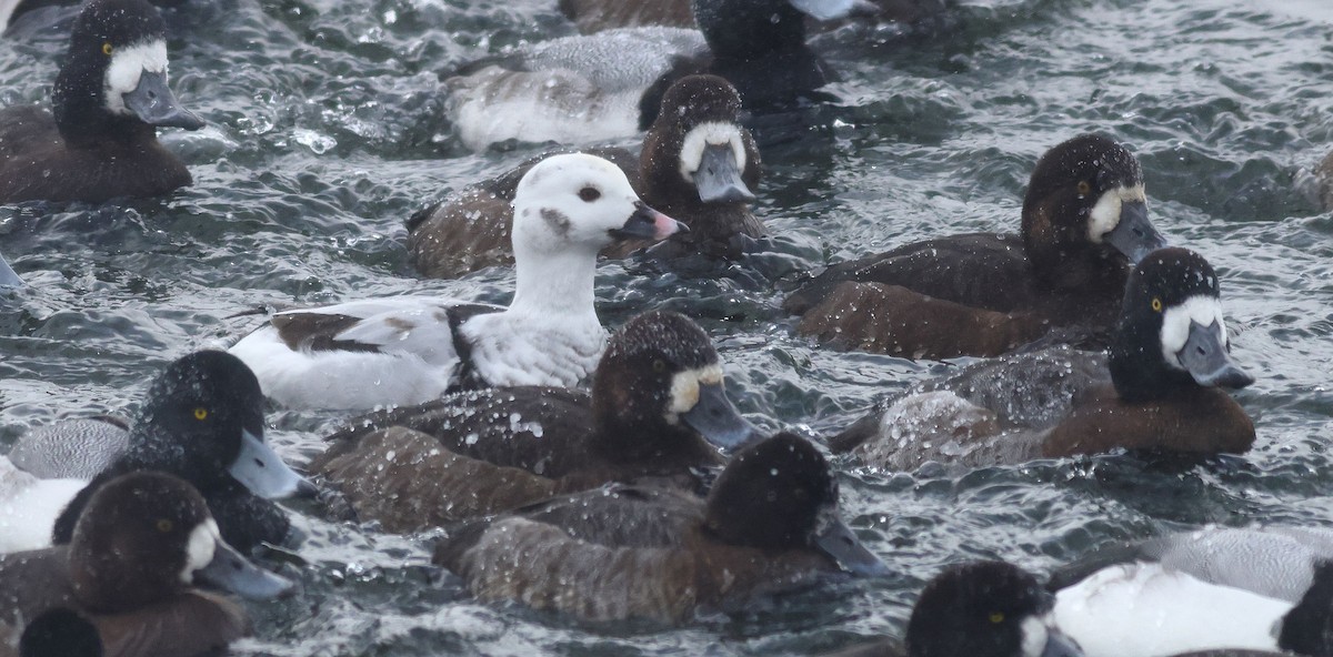 hoholka lední - ML649935599