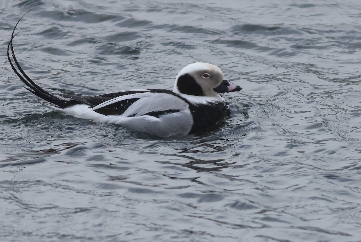 hoholka lední - ML649935600