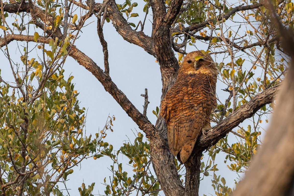 Pel's Fishing-Owl - ML649936145