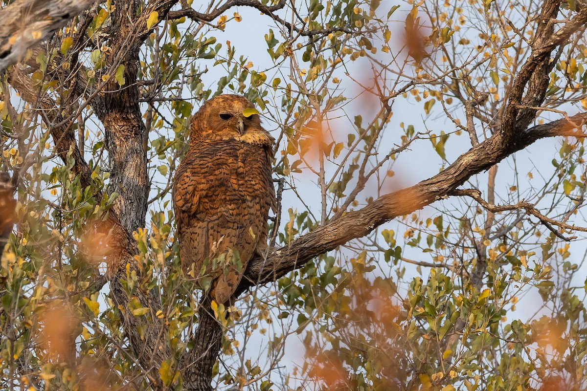 Pel's Fishing-Owl - ML649936146