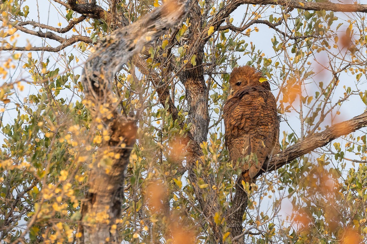 Pel's Fishing-Owl - ML649936147