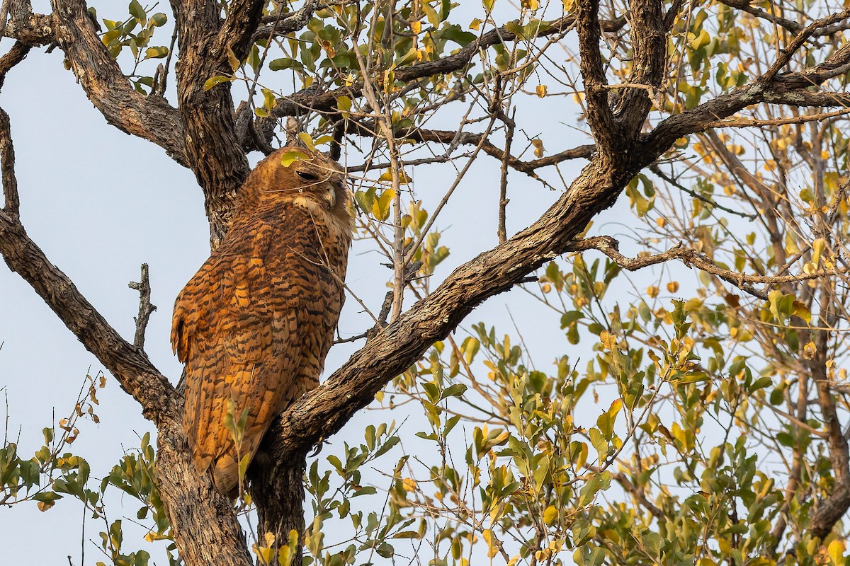 Pel's Fishing-Owl - ML649936153