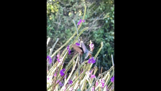 Пурпурногорлый солнечник - ML649936433