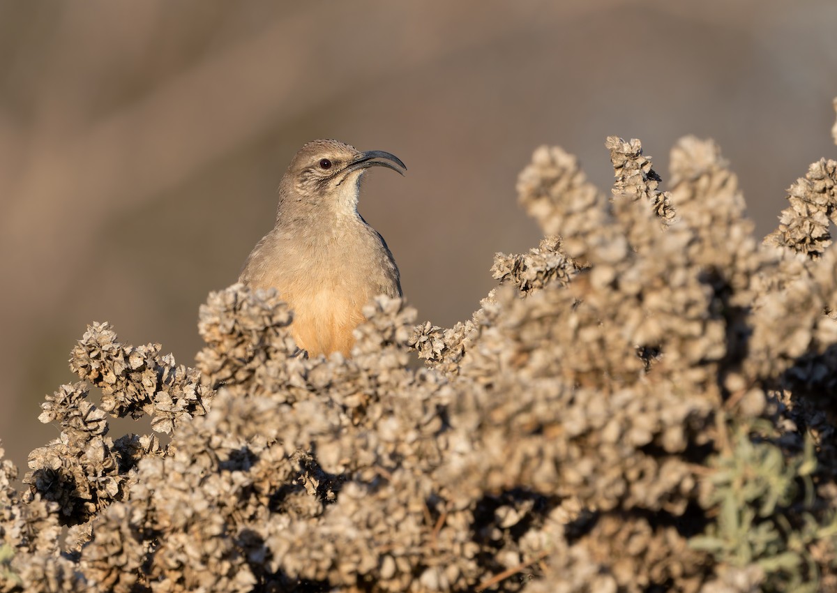 Калифорнийский пересмешник - ML649936652