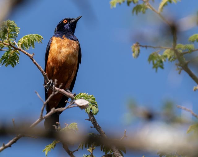 Hildebrandt's Starling - ML649936839