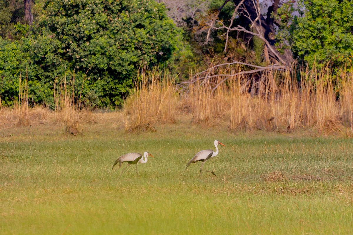 Журавель білошиїй - ML649937138