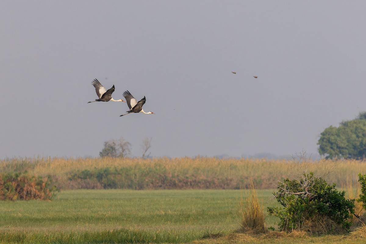 Журавель білошиїй - ML649937139