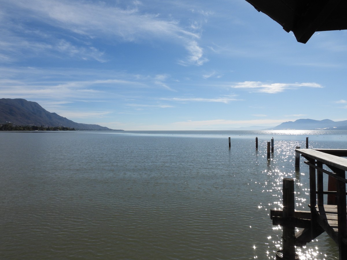 Royal Tern - ML649937610