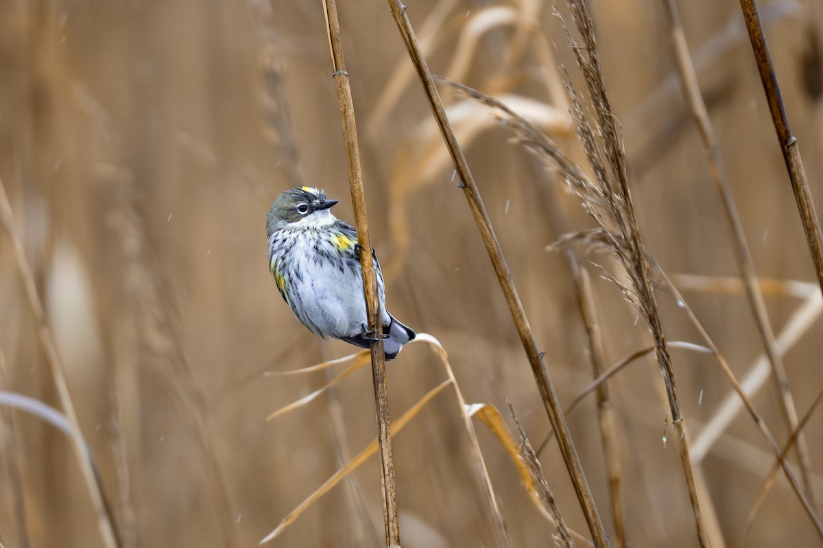 Yellow-rumped Warbler - ML649937654