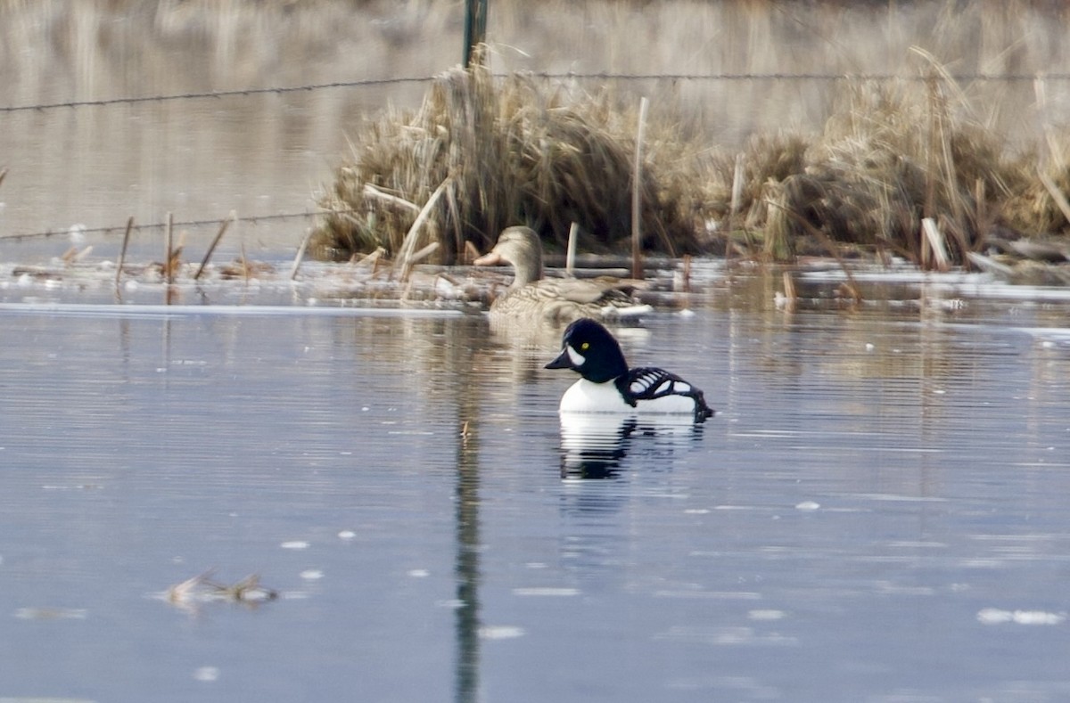 Barrow's Goldeneye - ML649938304