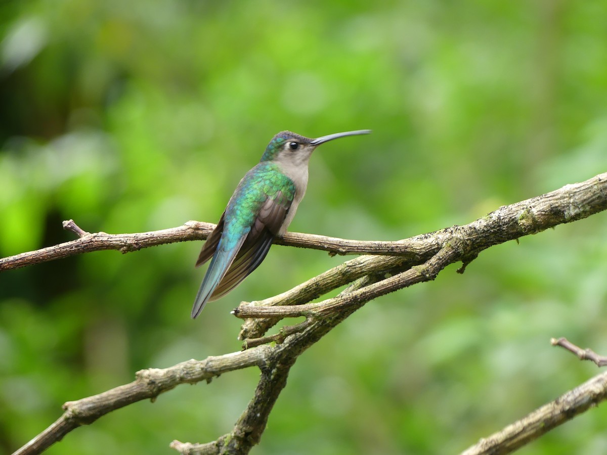 Wedge-tailed Sabrewing - ML649939229