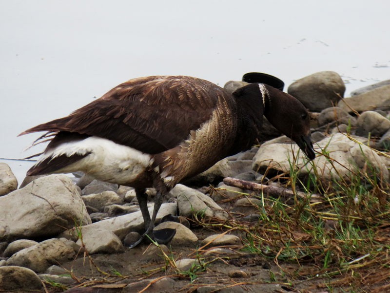 Brant - ML64993941