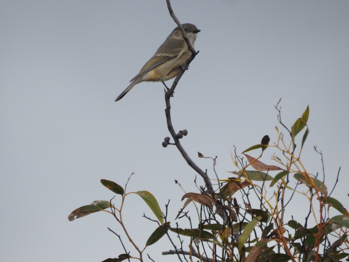 Golden Whistler (Western) - ML649939593