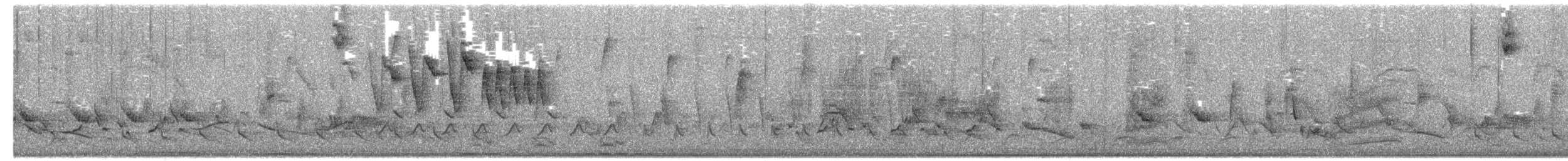 Chingolo Pálido - ML649939697