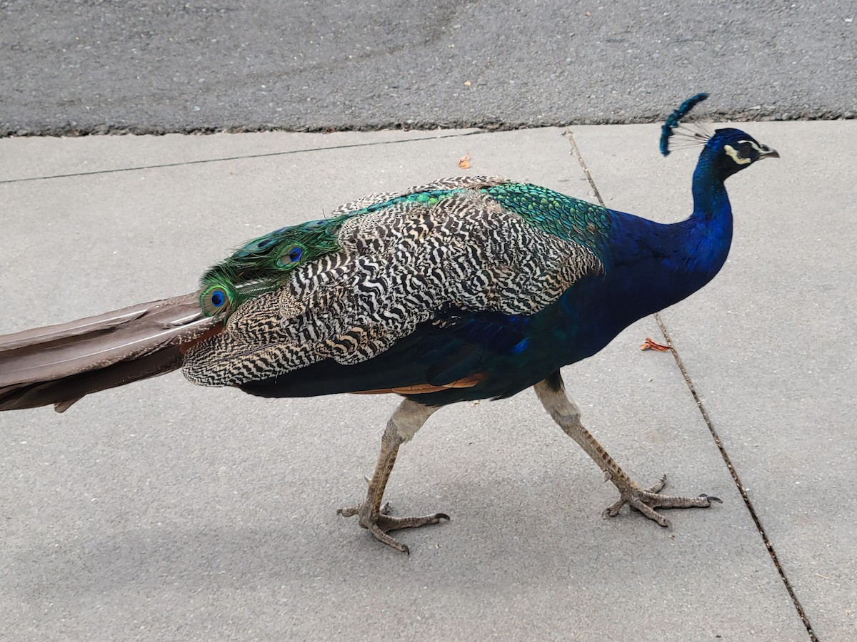 Indian Peafowl (Domestic type) - ML649941198