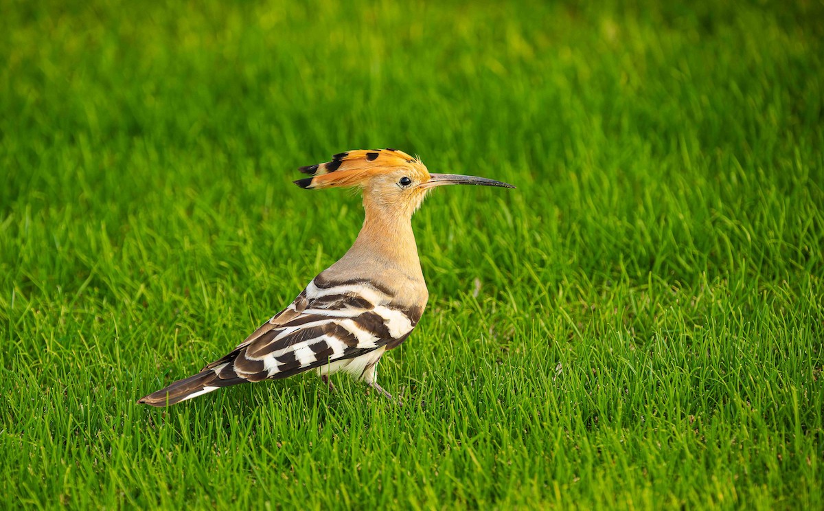 Удод - ML649941414