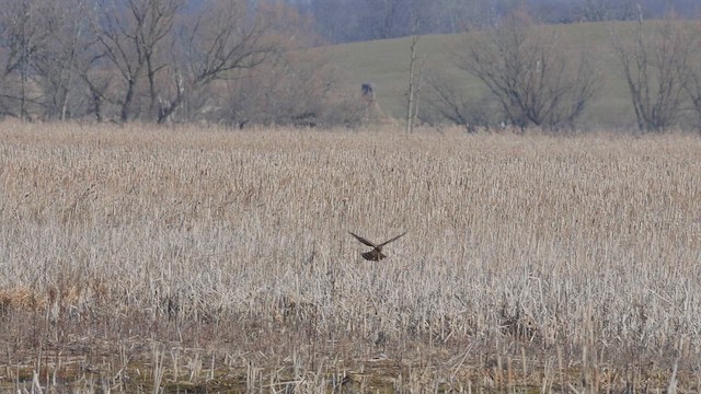 アメリカハイイロチュウヒ - ML649943380