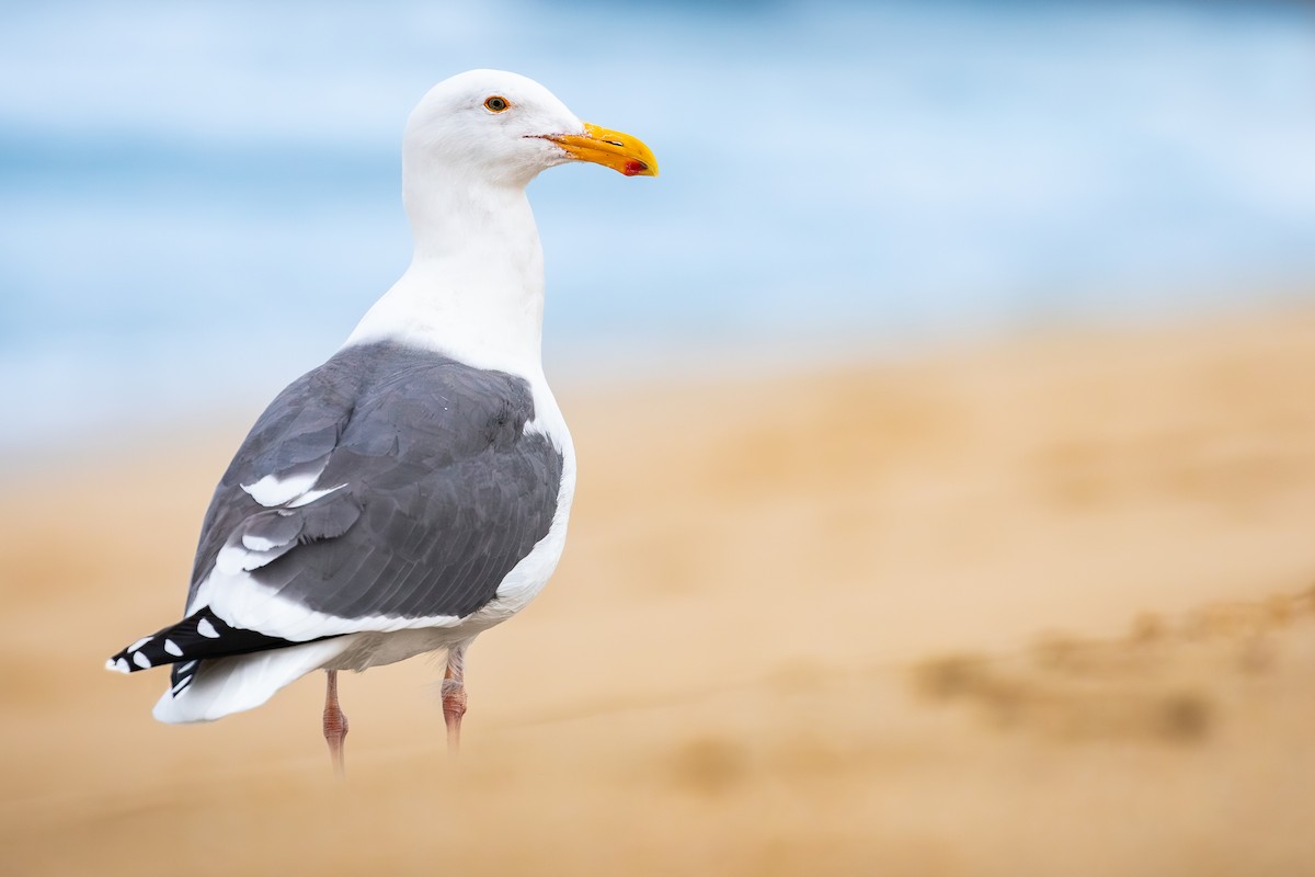 Western Gull - ML649943424