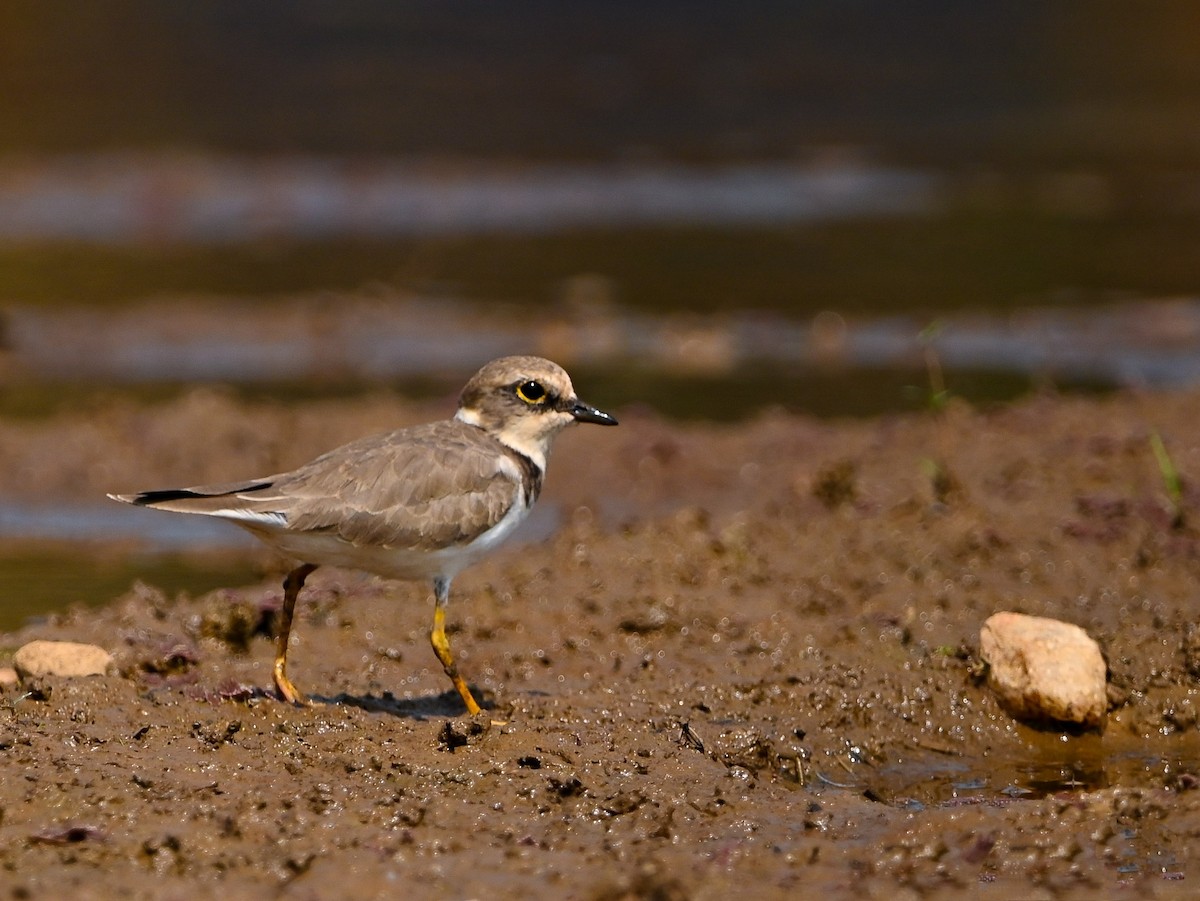 コチドリ - ML649943639