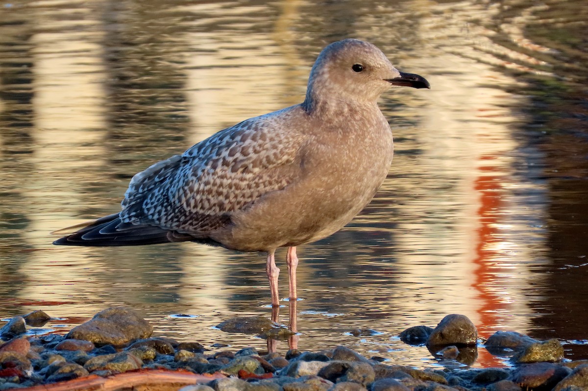 Полярная чайка (thayeri) - ML649943830