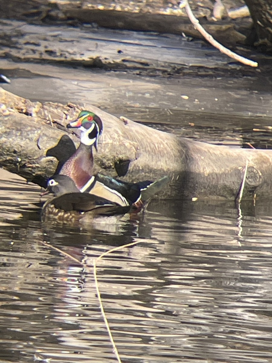 Каролинская утка - ML649944323