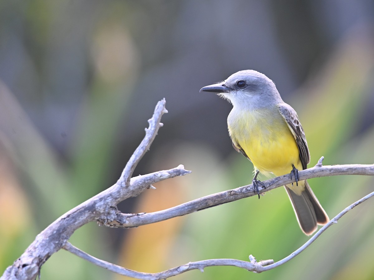 Королевский тиранн - ML649944379