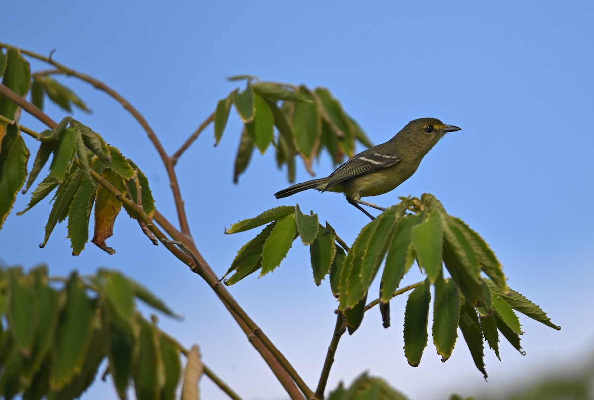 Mangrove Vireo - ML649944382