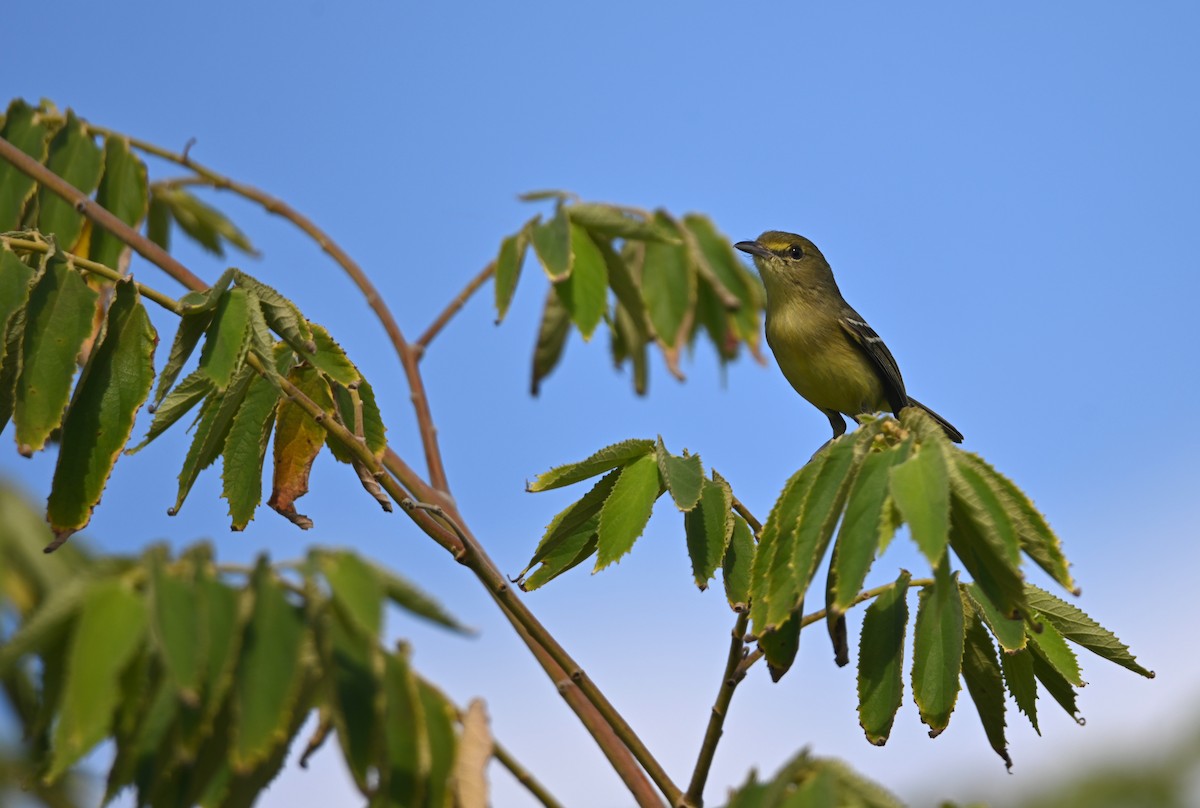 Mangrove Vireo - ML649944383